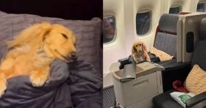 “Non è solo un cane, è mio figlio”: una donna ha pagato un biglietto in prima classe per il suo cane ed è stata criticata in rete
