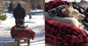 Ogni giorno quest’uomo porta la sua cagnolina gravemente malata in un carrello: così può godersi ancora il mondo