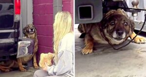 Due incontri casuali salvano la vita a un cane in difficoltà: ecco come questo animale ha trovato la felicità