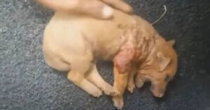 Cucciolo di Chihuahua aggredito da altri cani piange dal dolore: una donna le ha salvato la vita (VIDEO)