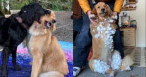 Pacha il Golden Retriever ha delle brutte giornate e diverte il web con le sue avventure (VIDEO)