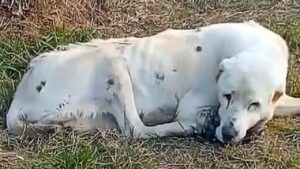 Cagnolino per due lunghi anni ha passato ogni giorno davanti a casa, aspettando il ritorno del suo padrone invano