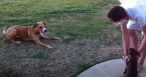 Portano a casa un cucciolo di Dobermann e il cagnolino di famiglia impazzisce (VIDEO)