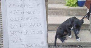 Trova una cagnolina legata a una ringhiera e affiancata da una lettera: un uomo non può resistere e la porta a casa