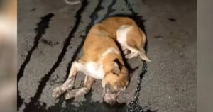 Cane investito da un auto ha subito un trauma alla testa: le sue condizioni erano gravissime, ma i veterinari non hanno mai perso la speranza