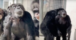 Scimpanzé scopre dopo quasi 30 anni la libertà: la sua reazione è virale (VIDEO)
