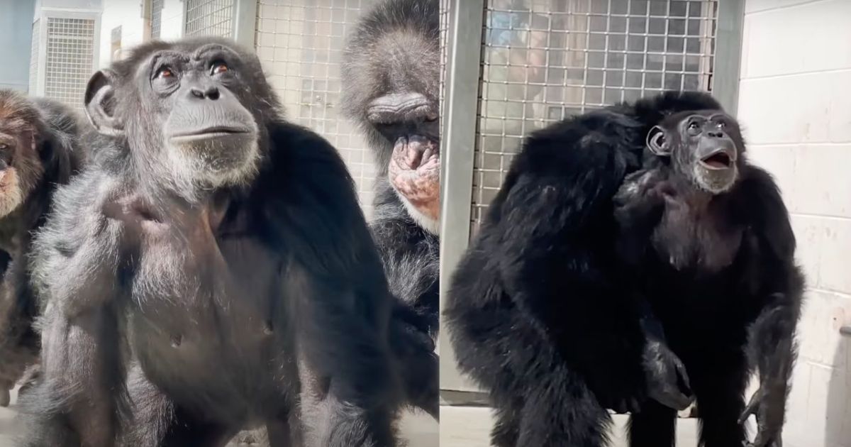 Scimpanzé rimesso in libertà