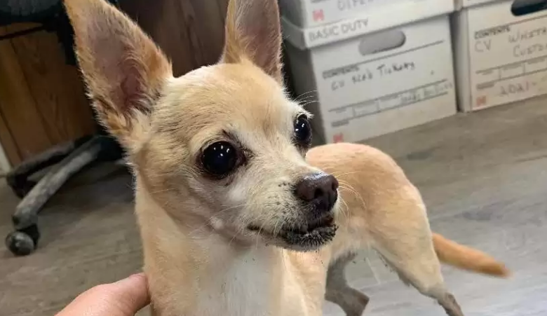 cagnolina jazzy