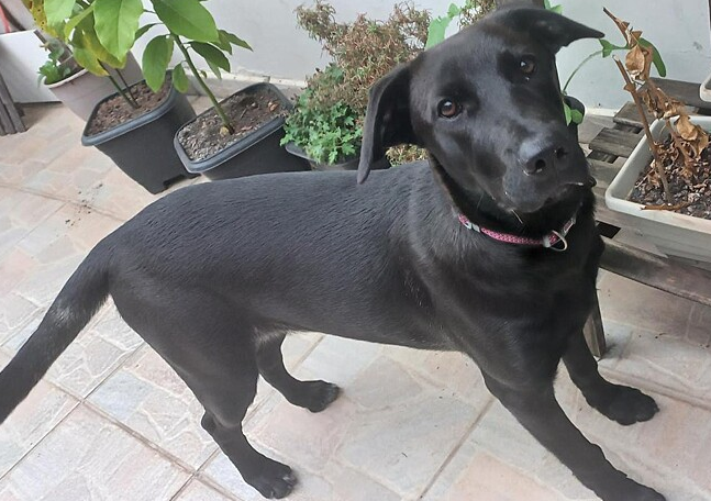 cagnolina Luna