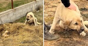 Cagnolina maltrattata dal padrone faceva da scudo per proteggere il suo cucciolo, ora è salva (VIDEO)