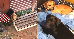 Cagnolino randagio segue fino a casa una donna con il suo cane per giocare con loro: sarà inevitabile adottarlo (VIDEO)
