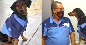 Cagnolino arriva per caso a una stazione di servizio, viene adottato e diventa “dipendente” entusiasta