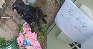 Trova una cagnolina legata al suo cancello di casa e con un foglietto al collo, “mi dispiace”