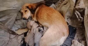 Sunny, la cagnolina che ha protetto i suoi cuccioli dall’attacco dei lupi (VIDEO)