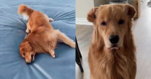 Tucker il Golden Retriever è un cane dai molteplici mestieri (VIDEO)