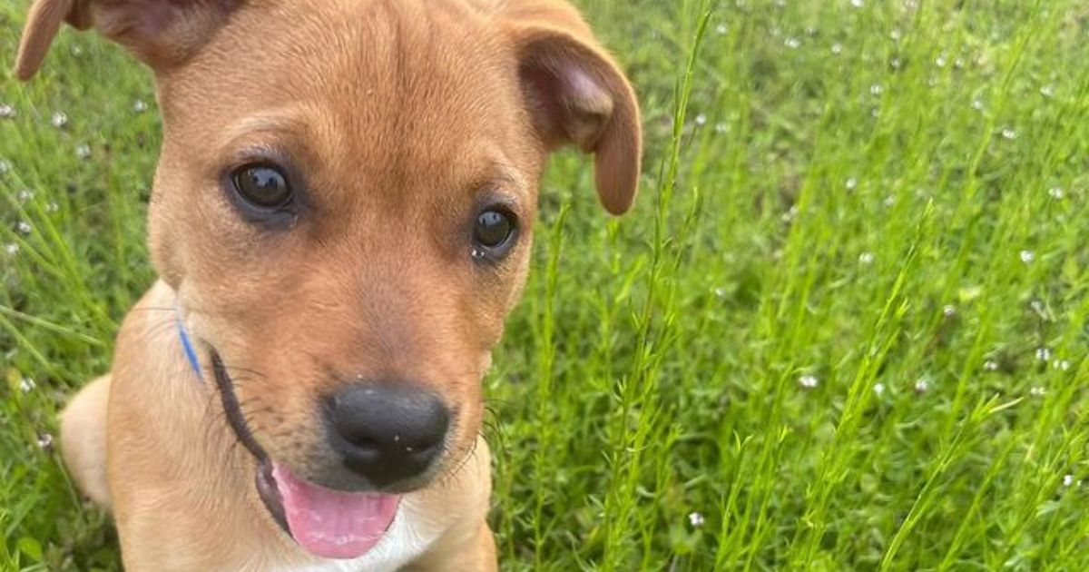 Incrocio tra Golden Retriever e Pitbull