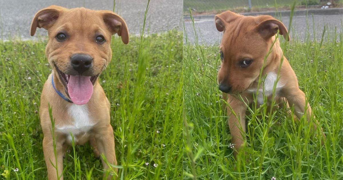 Misto Golden Retriever e Pitbull