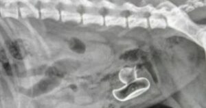 Veterinario fa una radiografia ad un cane e resta senza parole