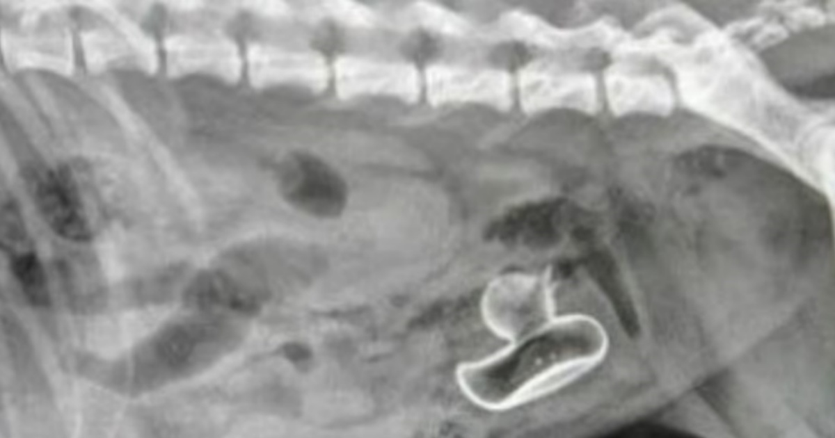 radiografia cane