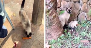 Veterinario offre del cibo ad una gatta randagia e fa una scoperta dolcissima (VIDEO)