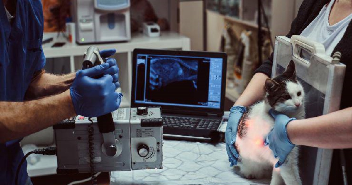 gatto e radiografia