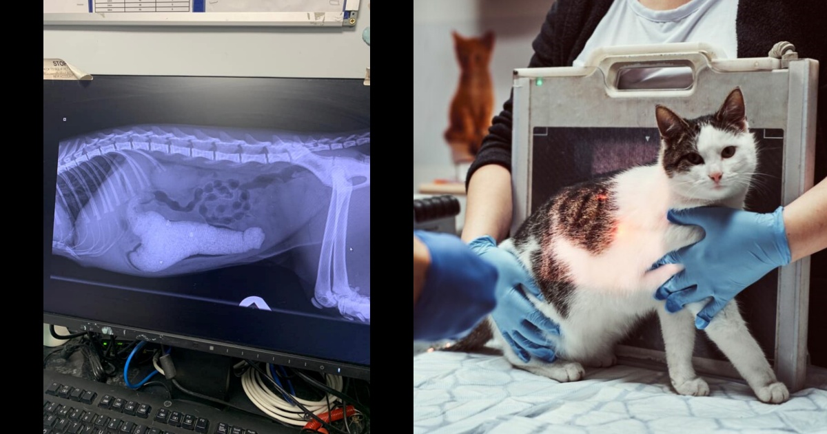 radiografia gatto