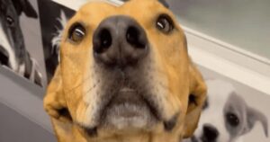 Dopo quasi 500 giorni al rifugio, questo cagnolino ha trovato la famiglia dei sogni (VIDEO)
