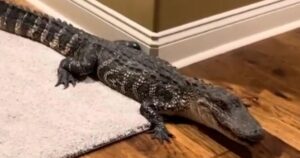Alligatore fa visita a una coppia entrando dalla porticina per cani (VIDEO)