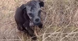 Cagnolina viene abbandonata a se stessa sulle montagne: una squadra di volontari fa di tutto per salvarla dopo mesi di stenti e freddo (VIDEO)