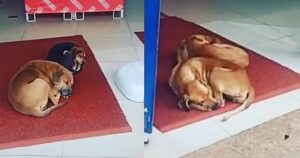 Cagnolini randagi sono stati accolti dai proprietari di un negozio durante una tempesta (VIDEO)