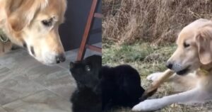 Golden Retriever anziano dice addio al cucciolo che ha cresciuto affettuosamente (VIDEO)
