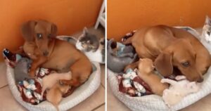 Cagnolina ha rubato 3 cuccioli alla “sorella” gattina e li ha adottati come se fossero suoi figli (VIDEO)