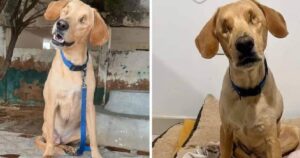 Lo avevano accecato e abbandonato in strada: questo cane non ha mai perso la speranza in una vita migliore (VIDEO)