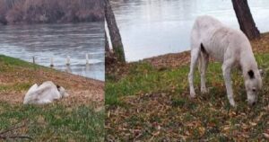 Cagnolino fedele attende il suo padrone sulla sponda del fiume dove rientrava sempre, ma è scomparso da mesi