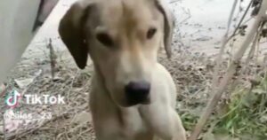 Cagnolina abbandonata con i suoi cuccioli per strada viene soccorsa da un influencer: il video su TikTok commuove il web (VIDEO)