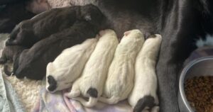 Cagnolina sorprende tutti e accoglie nella propria cucciolata un piccolo randagio rimasto solo