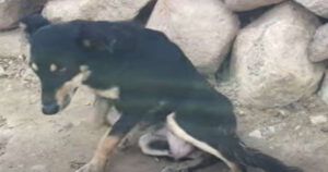Mamma cagnolina con spina dorsale rotta, era così danneggiata che sembrava reggersi solo per un filo  (VIDEO)