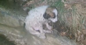 Cucciolo si rompe la zampa cadendo in acqua gelida, terrorizzato tremava per il freddo (VIDEO)
