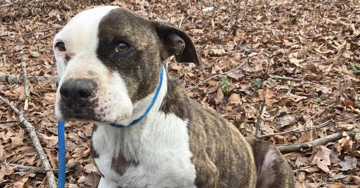 Cagnolino abbandonato per strada è in condizioni disperate, al rifugio ...
