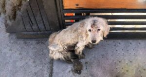 Cagnolino abbandonato aveva il pelo lunghissimo e sporco, gli serviva una seconda possibilità (VIDEO)