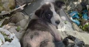 A volte serve il “veterinario giusto”: cagnolino abbandonato tra i rifiuti ottiene un’occasione di riscatto (VIDEO)