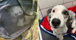 Cagnolino abbandonato e rinchiuso in un trasportino nell’inferno di fumo