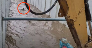 Lavoratore usa un escavatore per salvare un cagnolino trascinato dall’acqua in un canale di irrigazione (VIDEO)