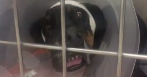 cane maltrattato salvato