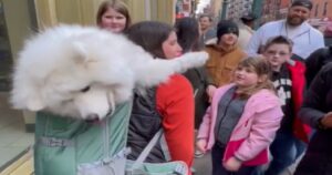 Cane gigante di 55 libre (circa 25 kg) trasportato in uno zaino per poter viaggiare in metropolitana