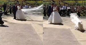 Cagnolino dispettoso toglie il velo alla sposa durante il servizio fotografico, il video è virale