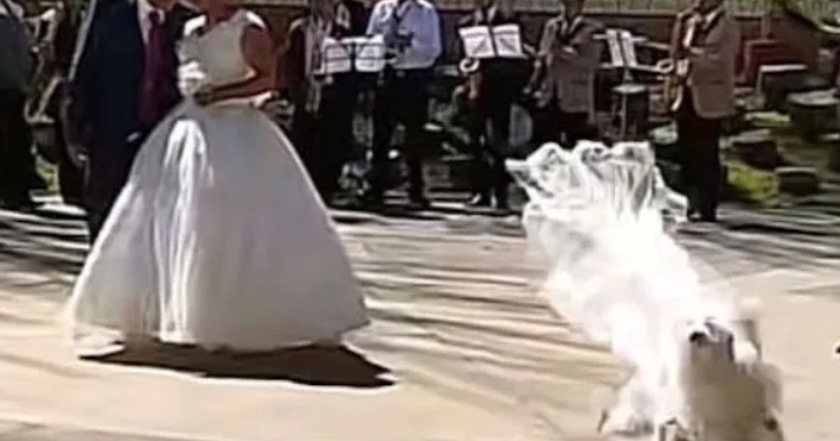 cane dispettoso ruba il velo alla sposa
