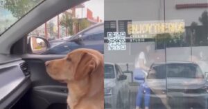 Labrador diventa geloso quando vede la sua umana che accarezza un altro cane (VIDEO)