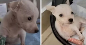 Cucciolo di cane abbandonato di pochissimi mesi vaga da solo e non smette di piangere: la sua trasformazione è incredibile