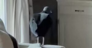Coppia arriva a casa e trova una figura minacciosa in agguato nel loro soggiorno (VIDEO)